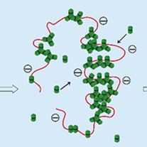 Details of HIV-1 Assembly Unveiled by Researchers