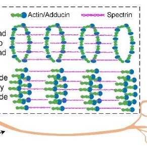 Fluorescent dipoles imaging with structure illumination microscopy