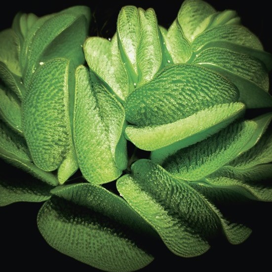 Huiling Duan’s group from Peking University makes important progress on biomimetic mechanics of underwater solid-liquid-gas interface