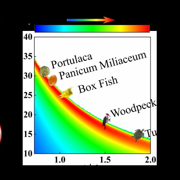Prof. Xiaoding Wei 's group reveals the relationship between delicate suture structure and damping performance of biomaterials