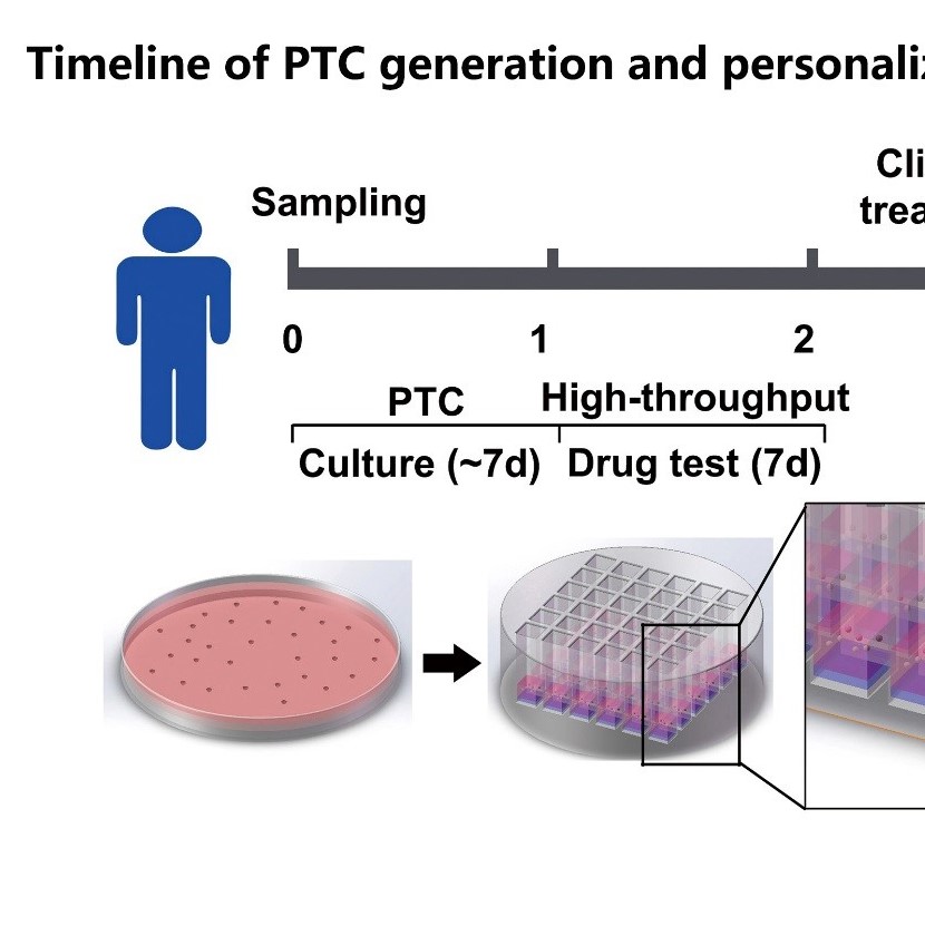 Minitumors  for drug testing in precision cancer therapy