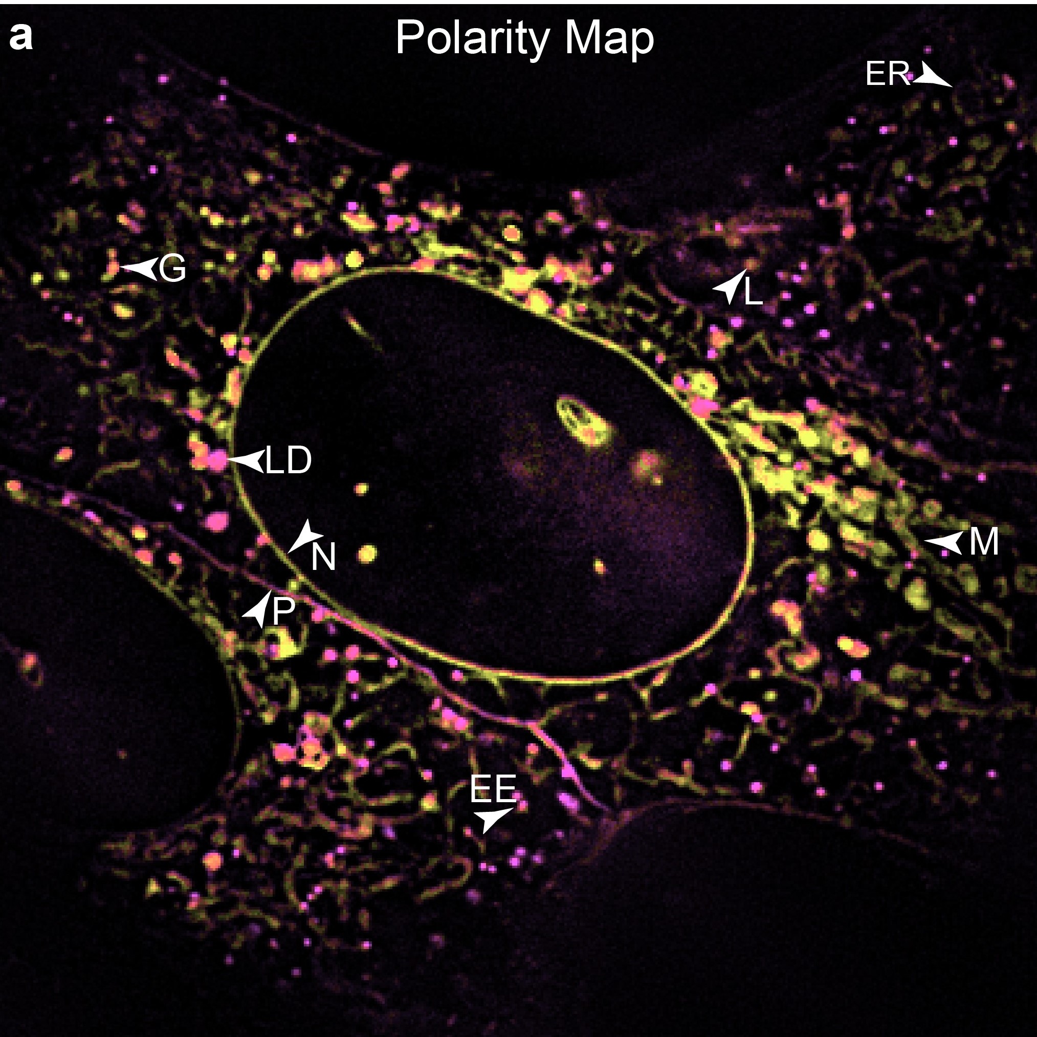 PKU researchers create super-resolution 