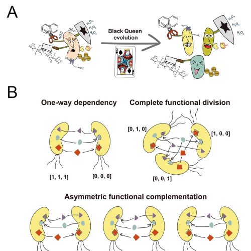 A new perspective on the evolution of cooperation from the group of Xiaolei Wu and Yong Nie: Selfishness drives the evolution of microbial cooperation?